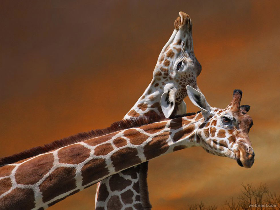giraffe mother calf photography