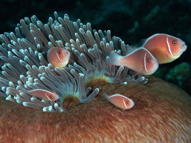 pink anemonefish shrimp underwater photography