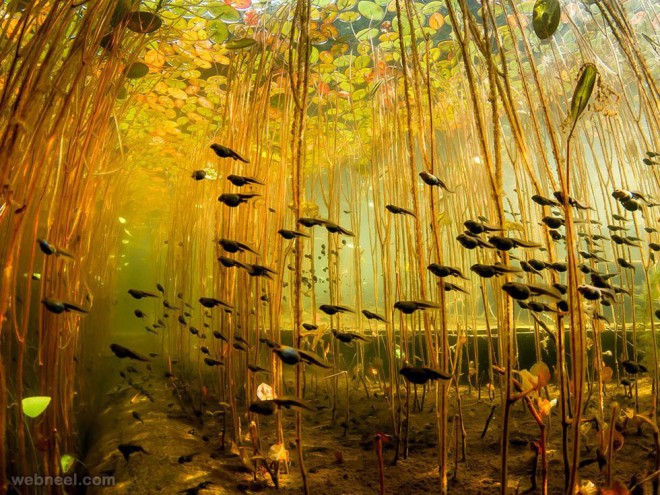 tadpoles swamp canada underwater photography