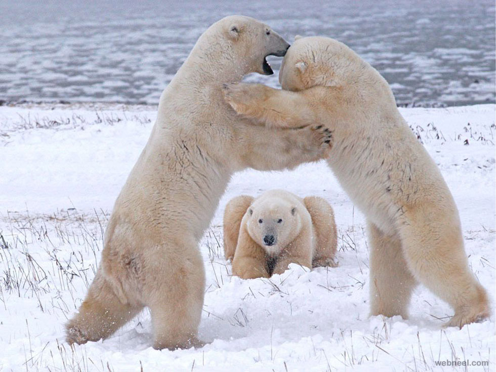 polar bears playing photography