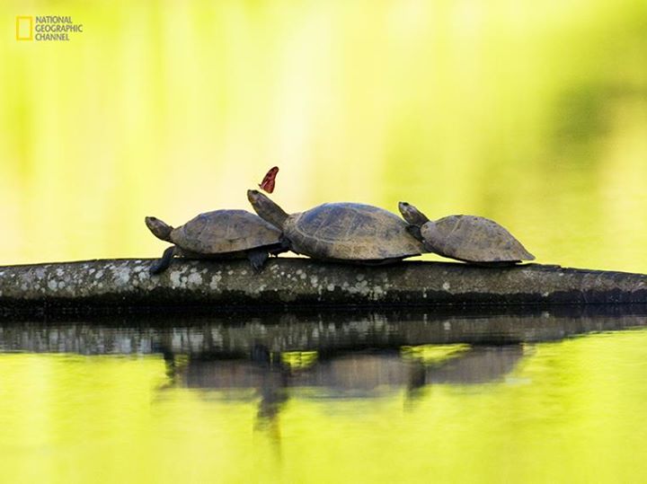 amazing tortoise photography