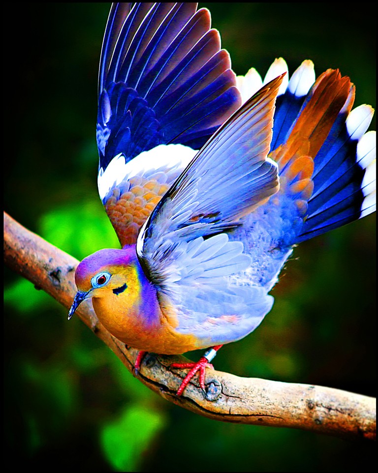 birds photography