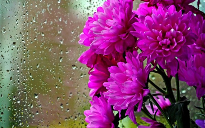flowers bouquet rain drops photo