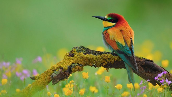 flowers colorful birds photography