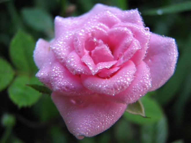 pink rose raindrops photo