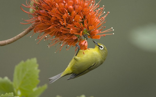 red flower bird photo