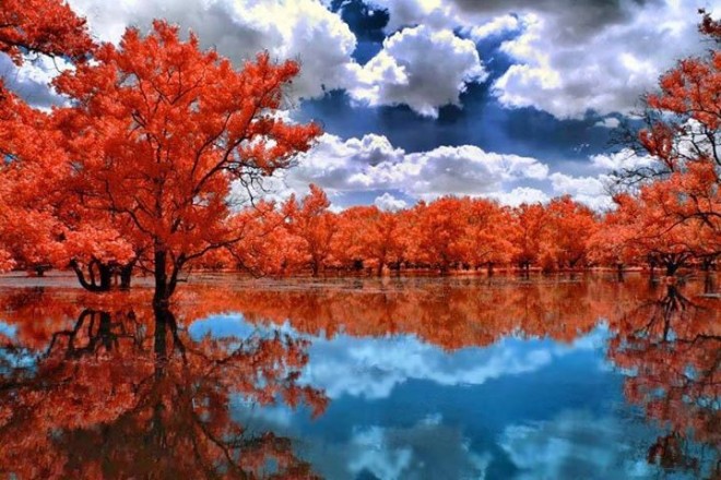 infrared photography nature reflection