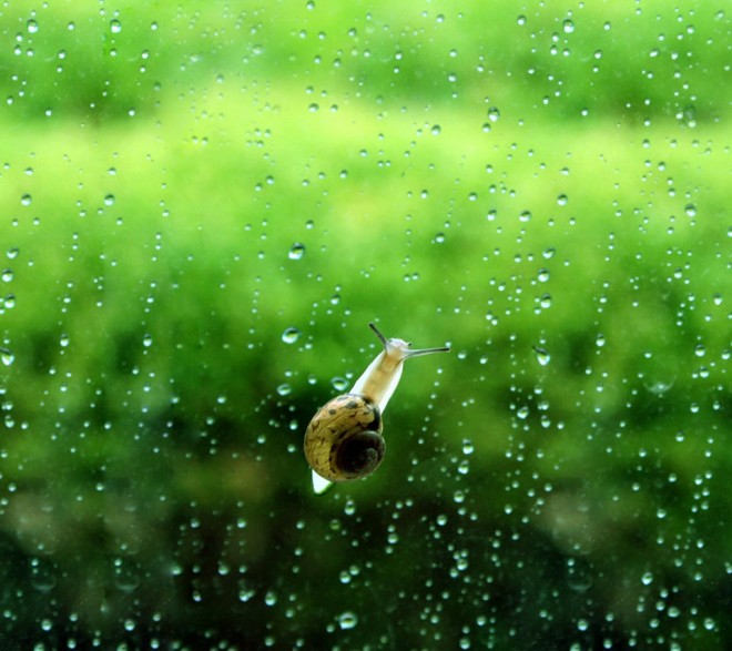 snail rain photo