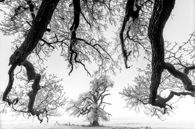trees nature photography by csaba daroczi