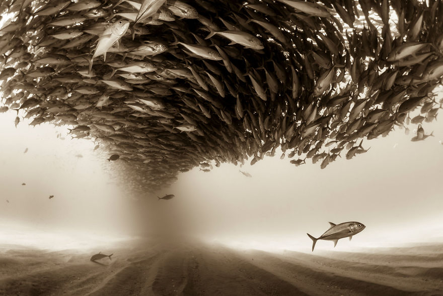 fishes sony award winning photography