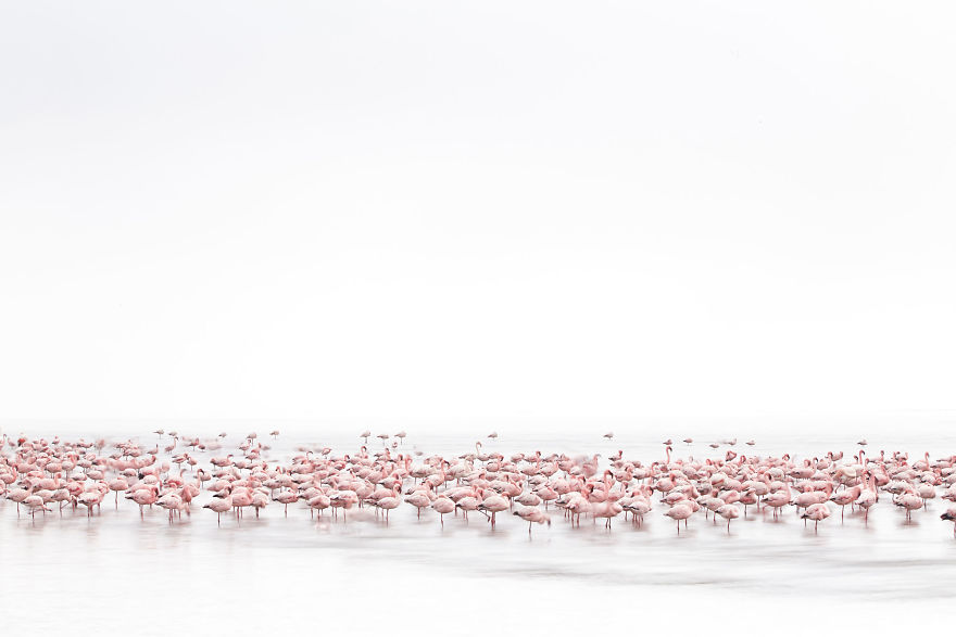 flamingoes sony award winning photography