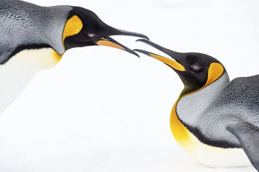 king penguins natgeo travel photography by renato granieri