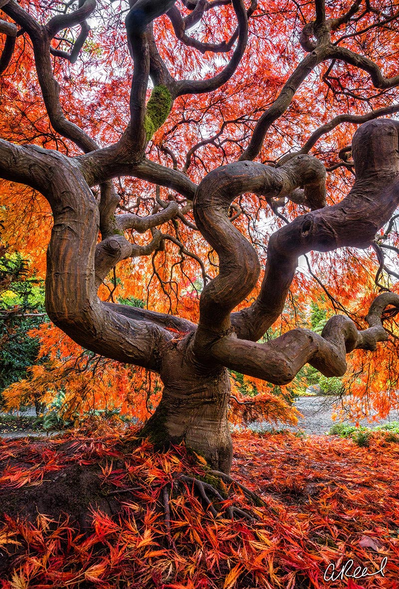 40 Beautiful Tree Photography examples from around the world