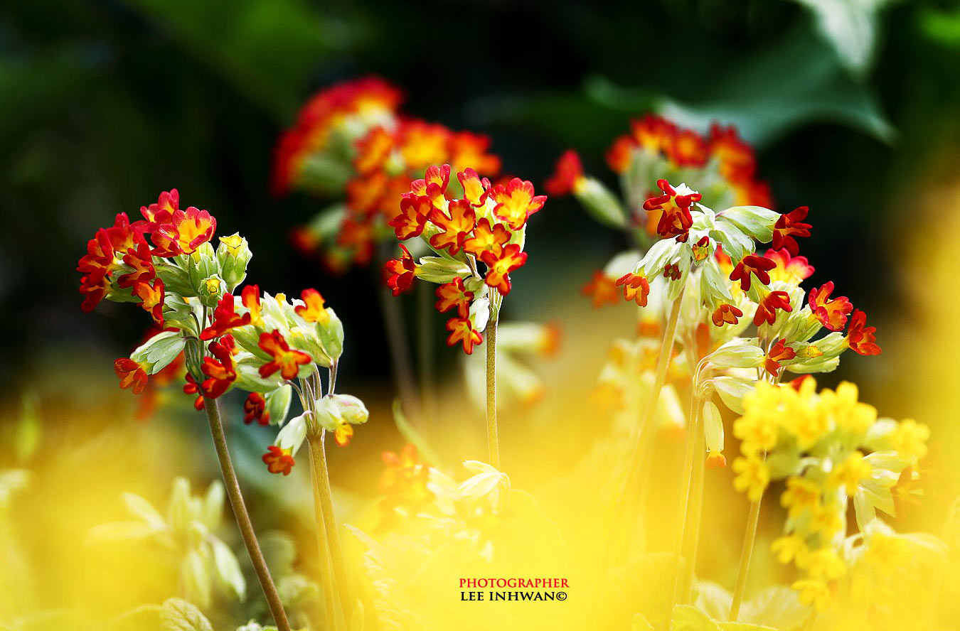 nature photography flowers