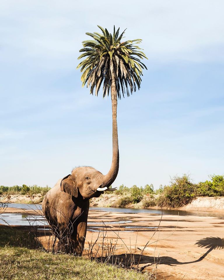 photo manipulation elephant palmtree by justin peters