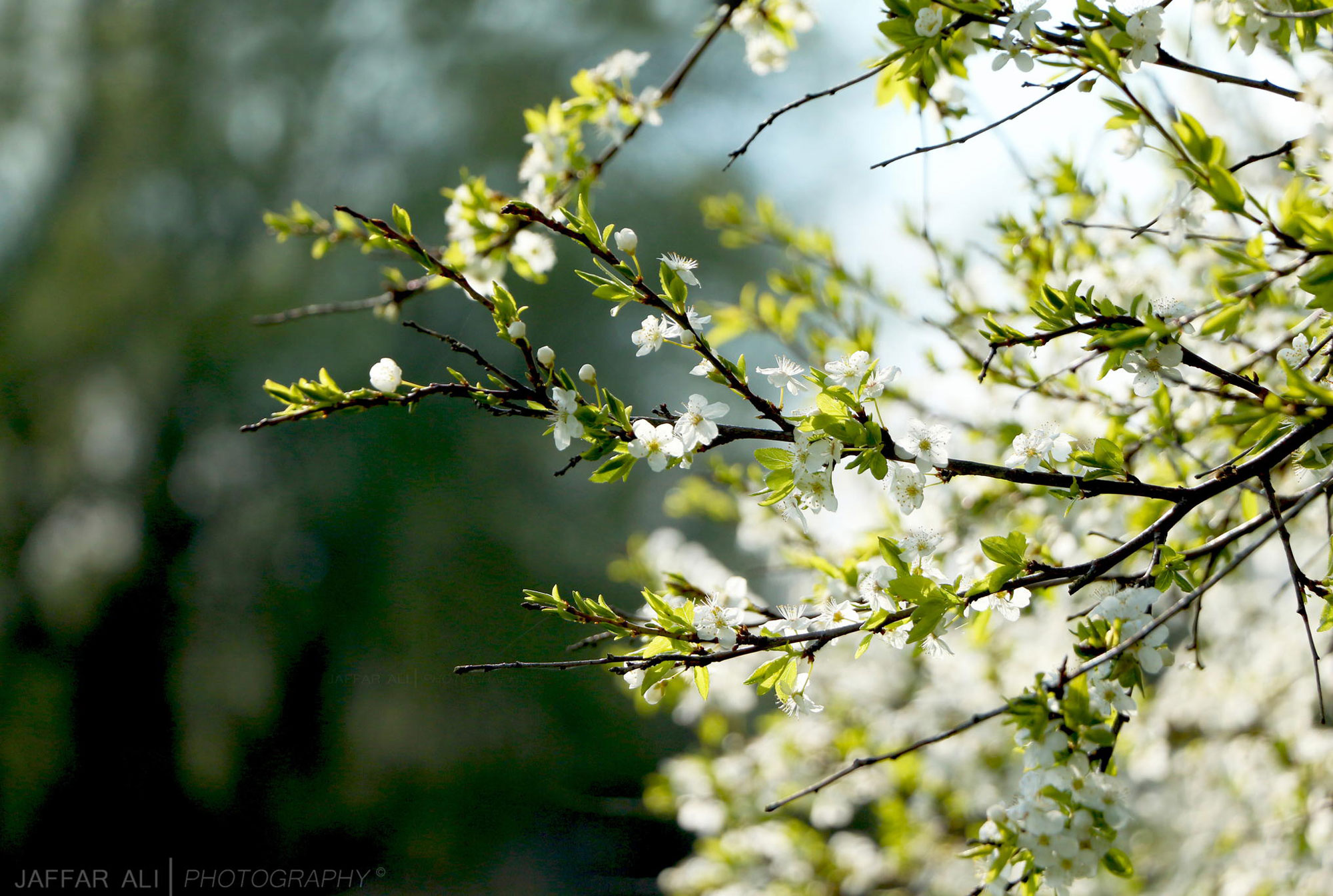 nature photography flowering tree