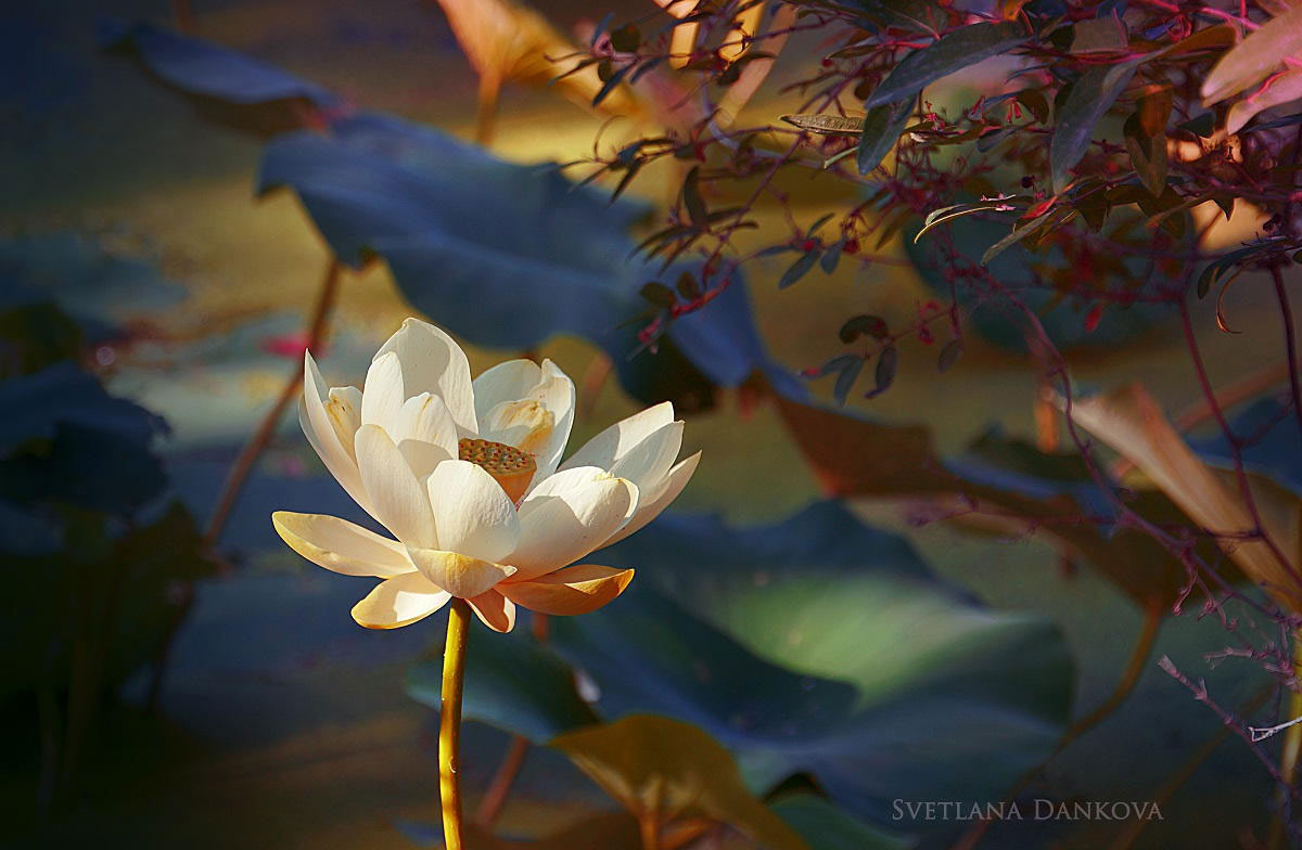 nature photography lotus flower by svetlana dankova