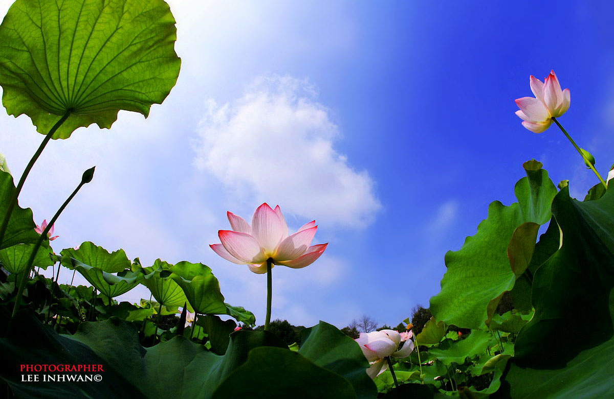 nature photography lotus flower by lee inhwan