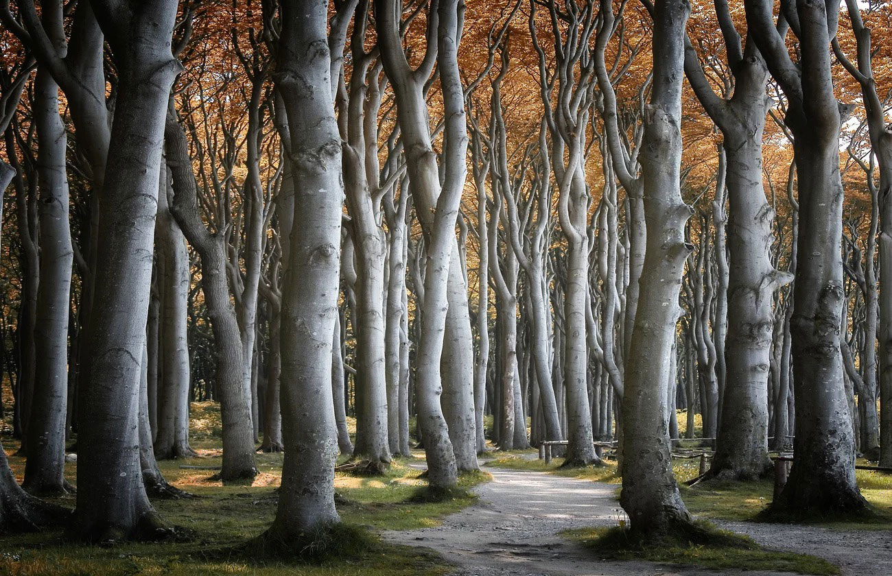 nature photography trees forest by carsten meyerdierks