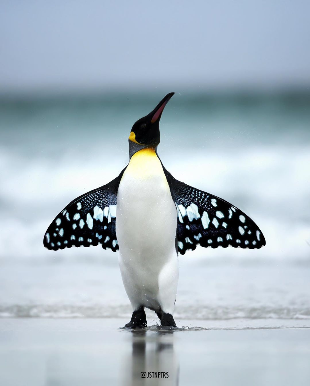 photo manipulation penguin butterfly