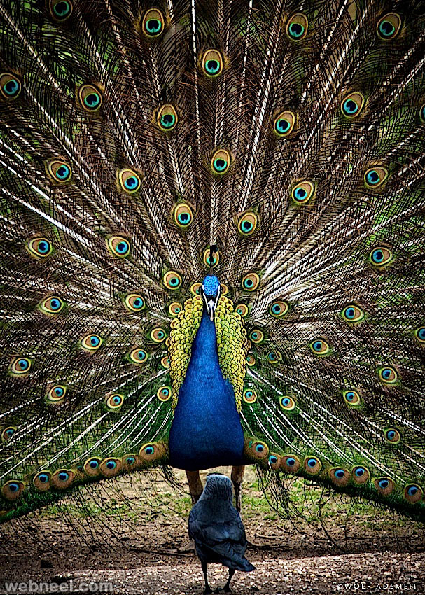 peacock bird photography