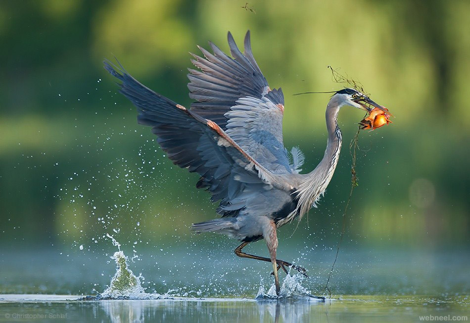 best bird photography by christopher