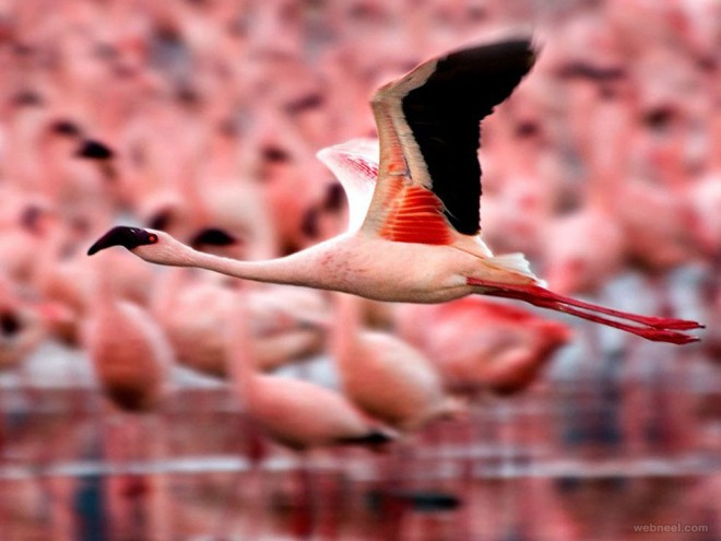 beautiful flamingo bird photography