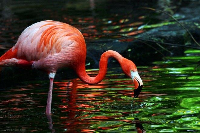 beautiful flamingo bird photography