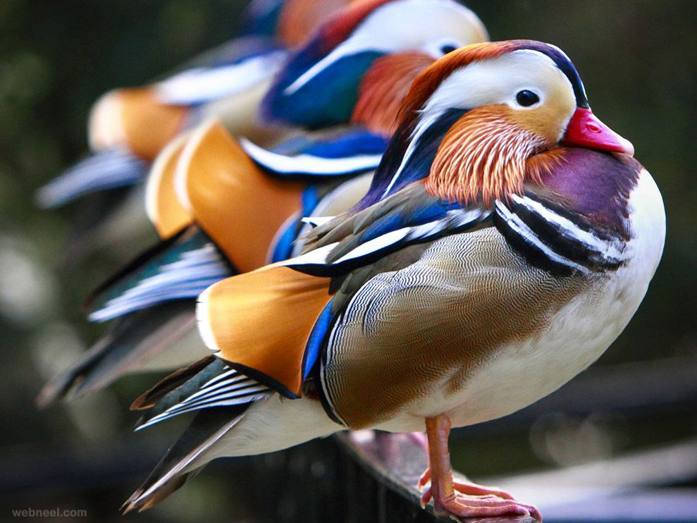 mandarin ducks birds award winning photography