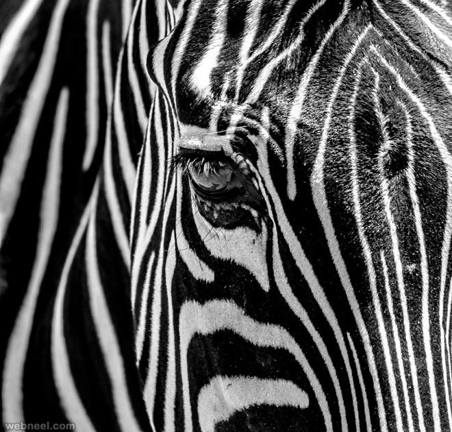 zebra julian john black and white photography