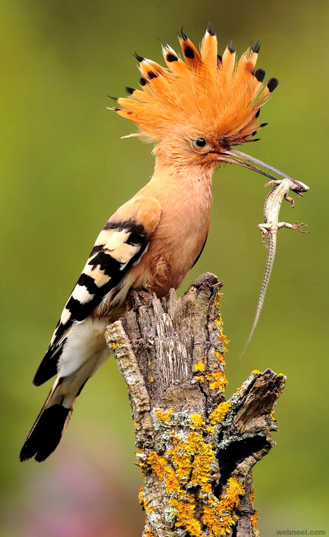 hoopoe bird photography by andres