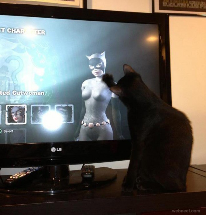 cat vs catwoman