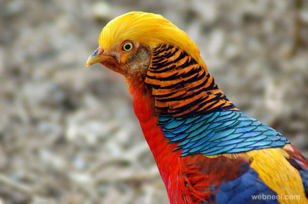 colorful bird photograph