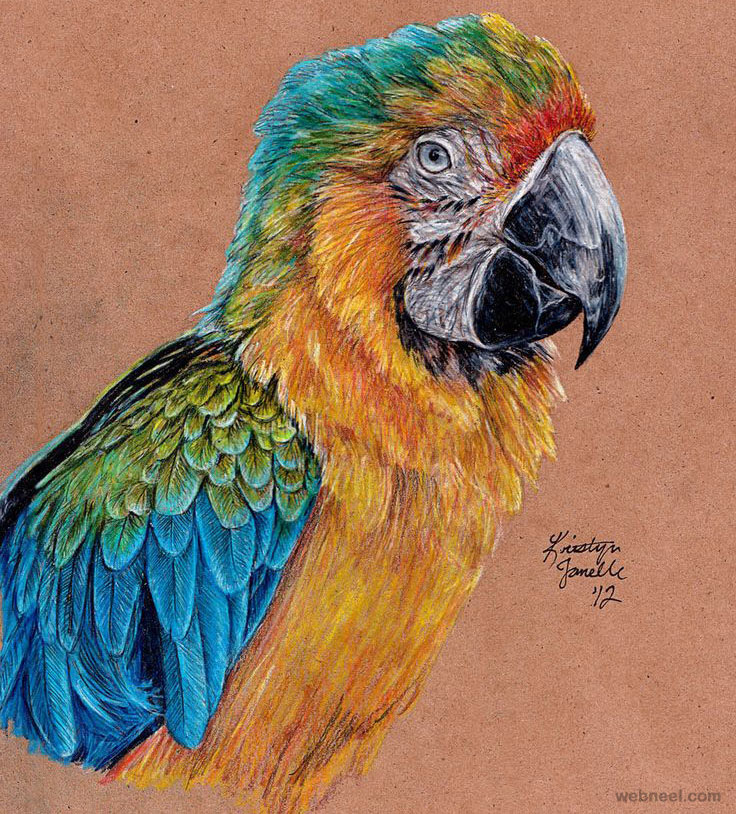 bird color pencil