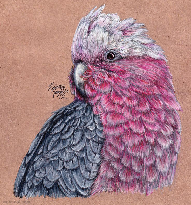 bird color pencil drawing