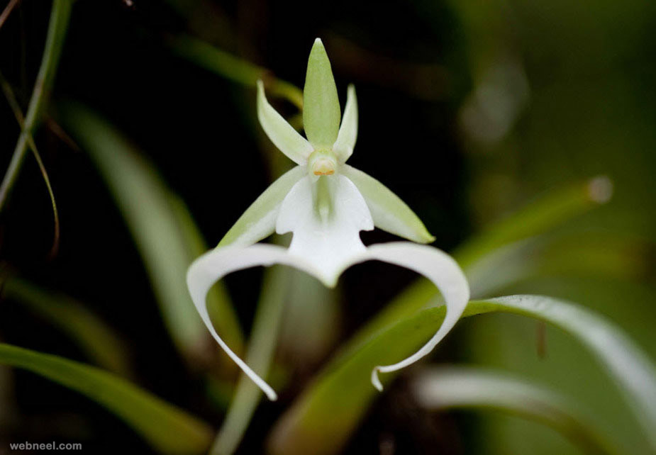 amazing flowers ghost orchid