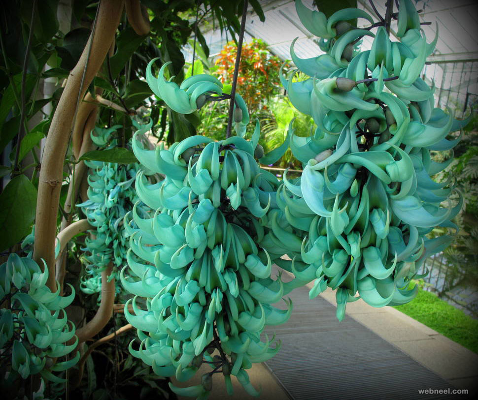 amazing flower jade vine like bananas