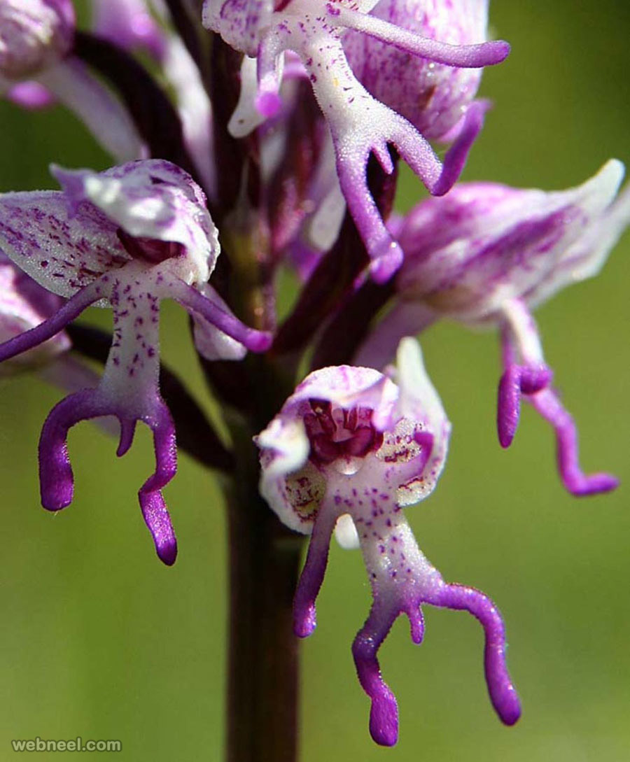 weird flower orchids like monkeys