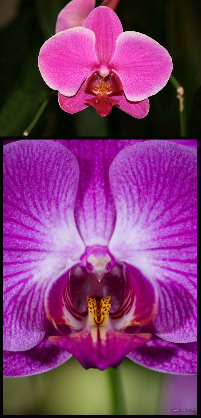 weird flower pink moth orchid