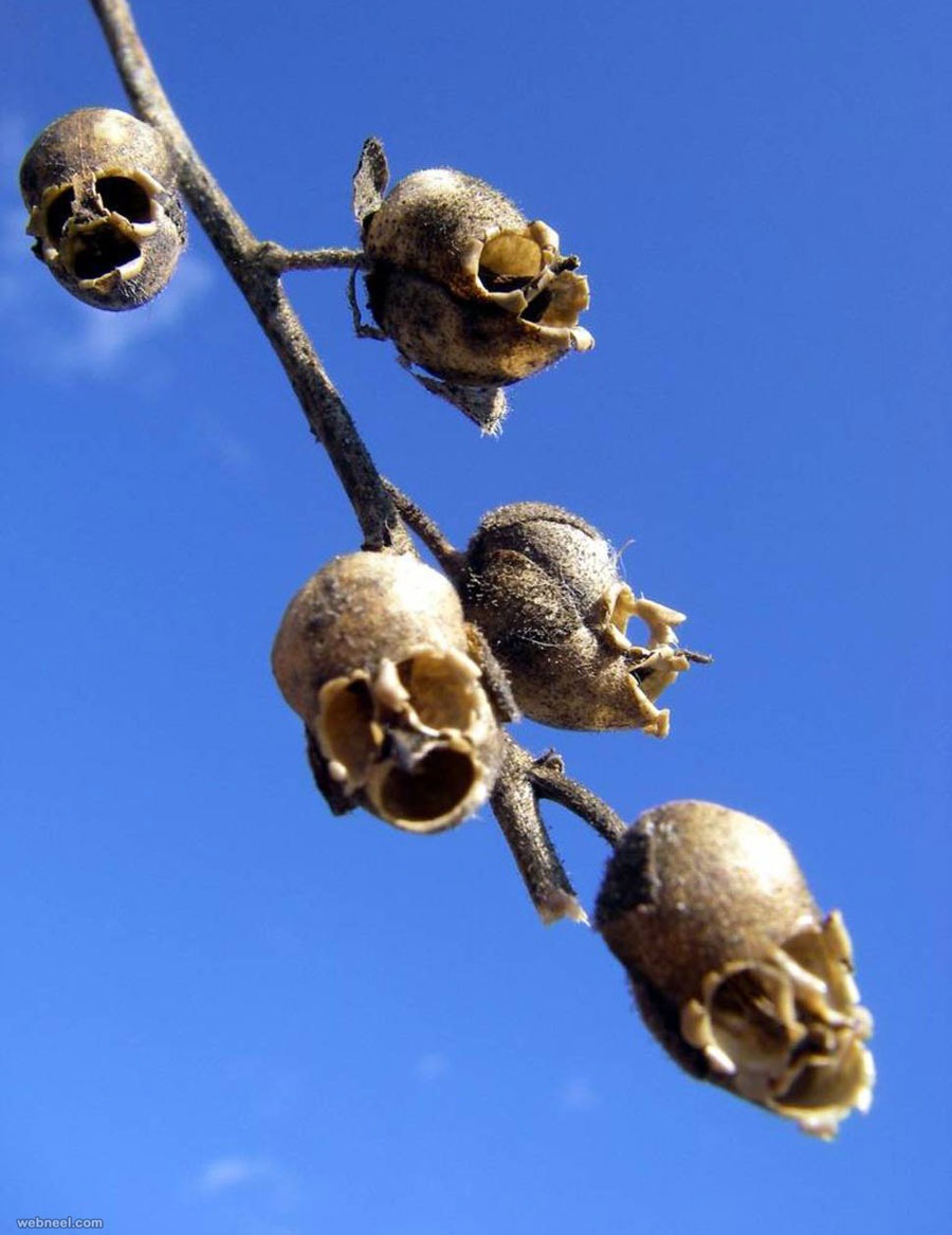 amazing flowers snapdragons skull