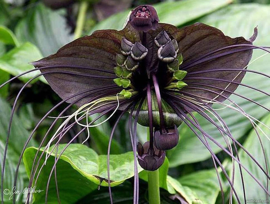 weird flower tacca chantrieri like black bat