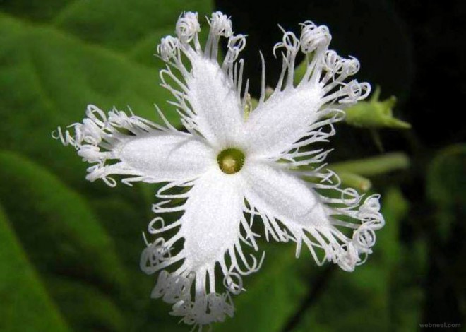 weird flower trichosanthe