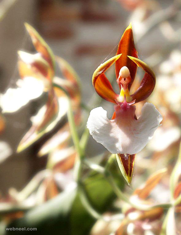 amazing flowers ballerina orchid