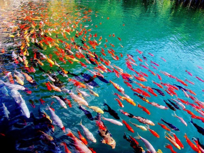 beautiful colour fish