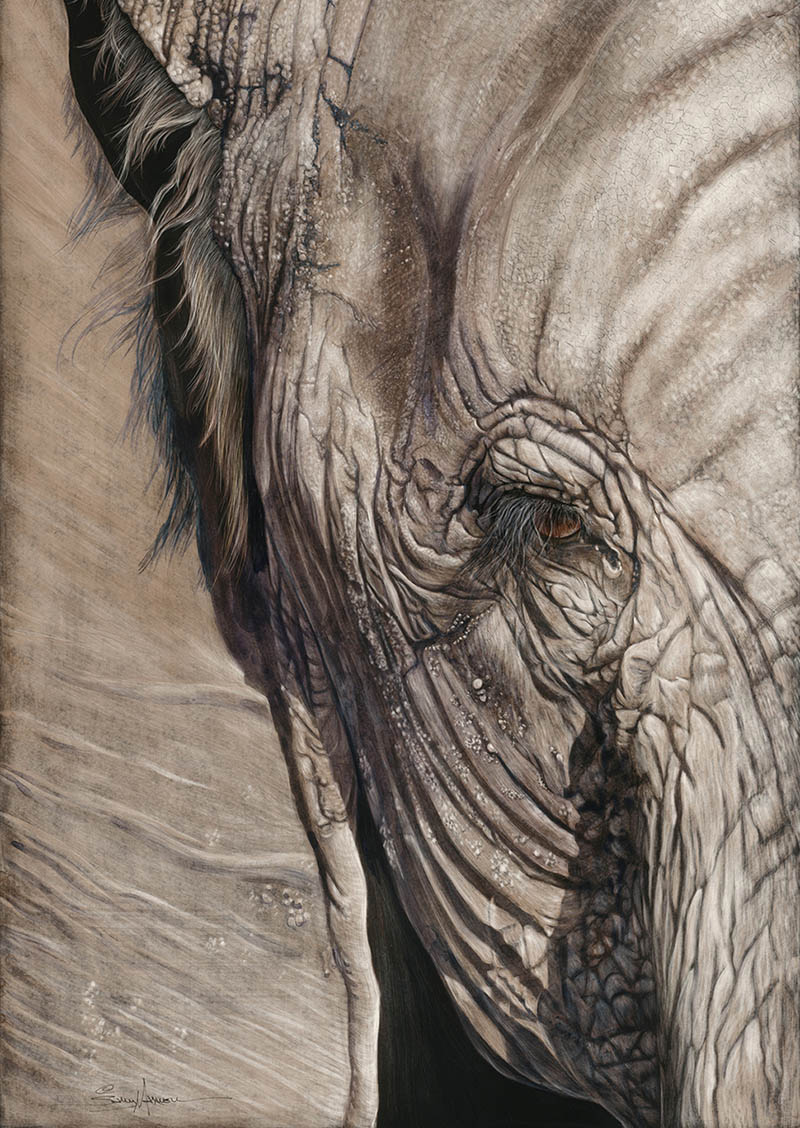 realistic elephant painting by sallymaxwell