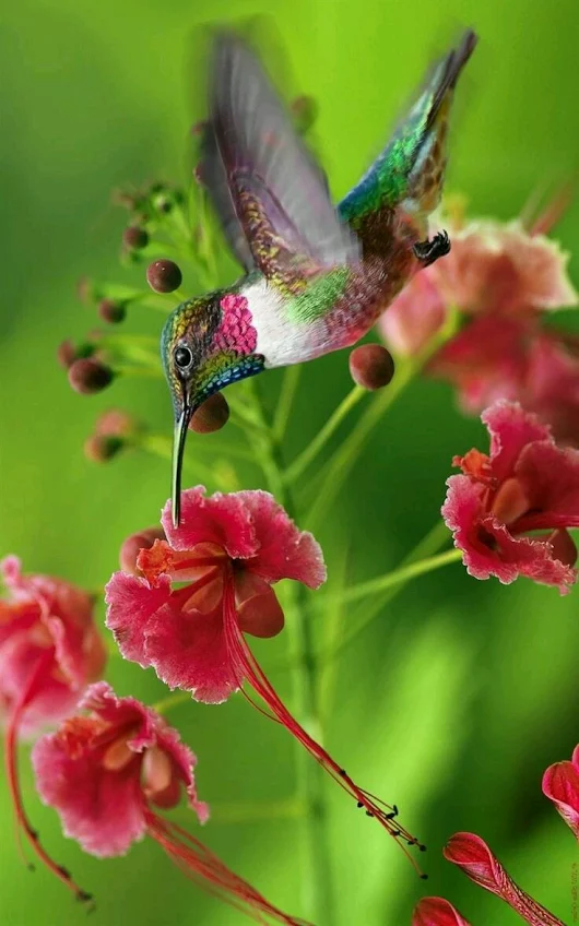 kingfisher photography by angelina castillo