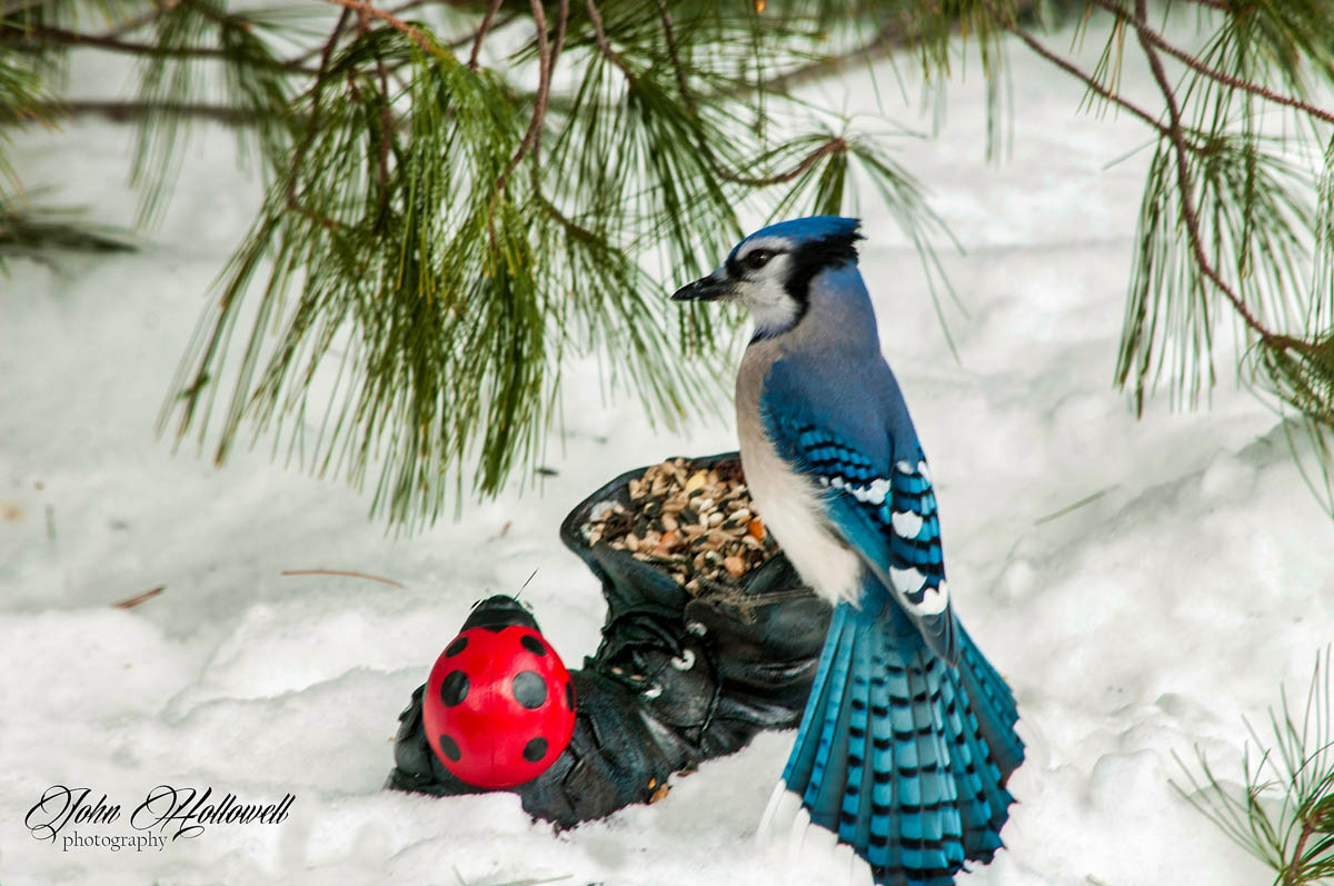 snow bird photograpy by john hollowell