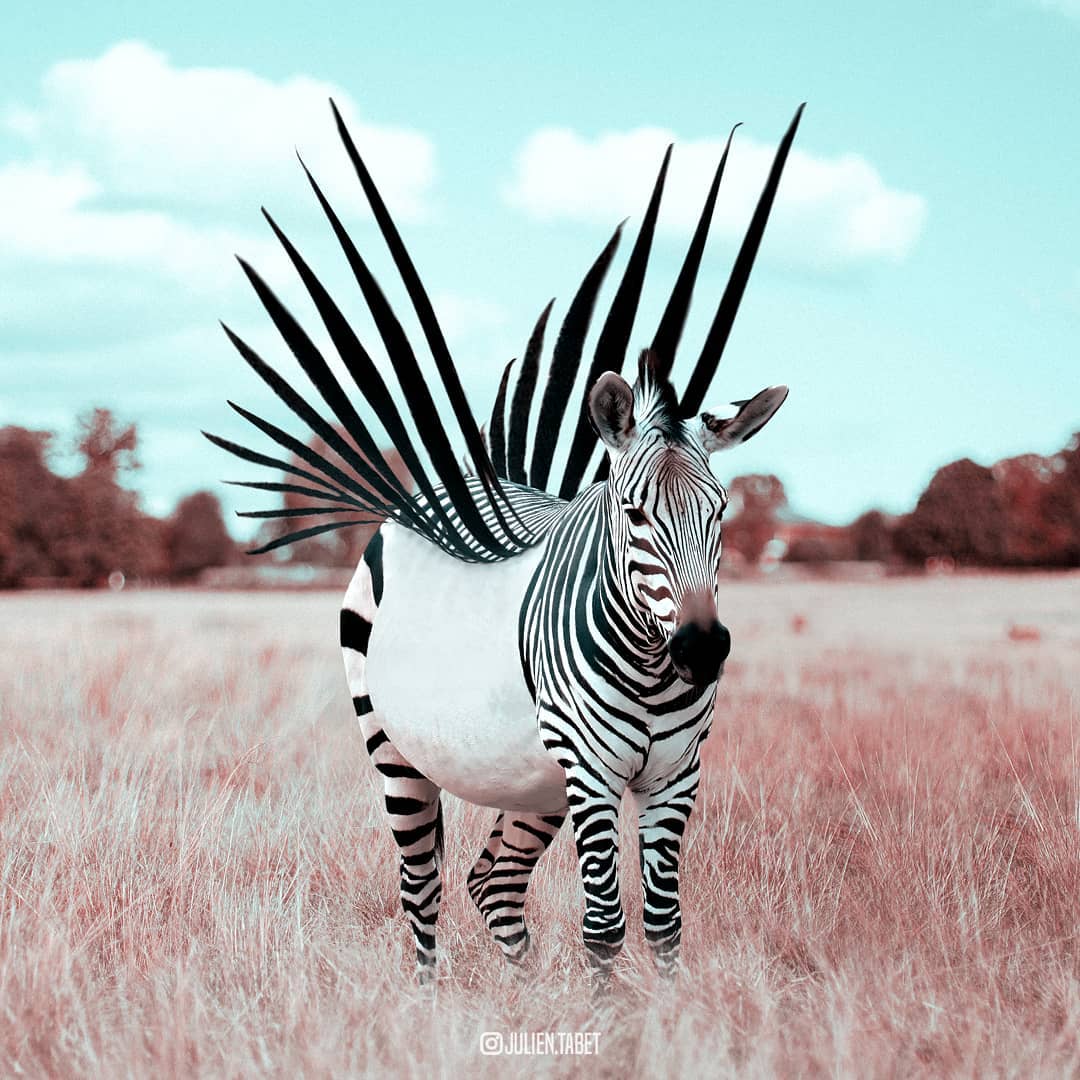 zebra flight photoshop animal photo manipulation by julien tabet