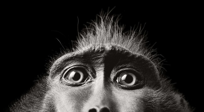 monkey black white photography by tim flach