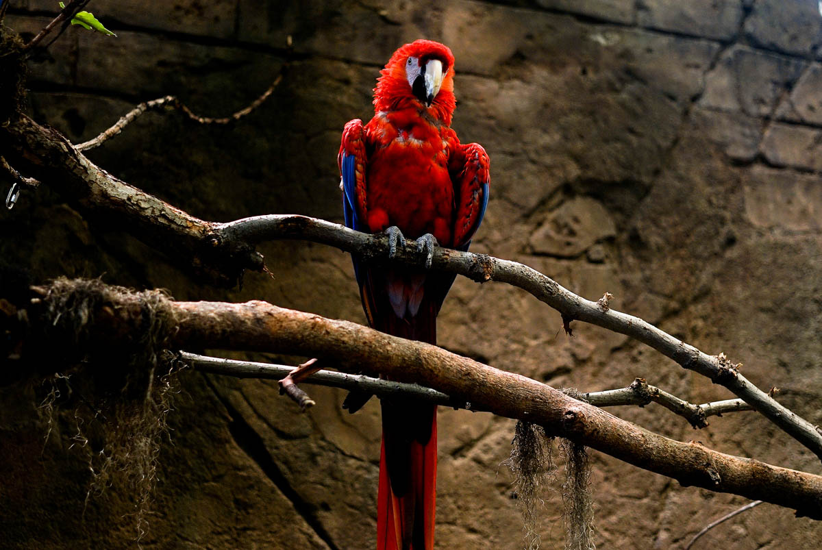 parakeet bird photography by mckenzie swift